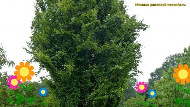 Бук лесной Дайвик. Краткий обзор, описание характеристик, где купить саженцы fagus sylvatica Dawyck смотреть онлайн