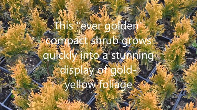 Thuja Arborvitae we sell Forever Goldie смотреть онлайн