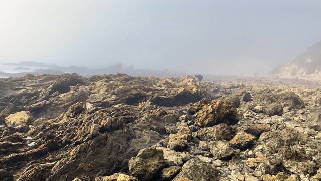 Little Corona Del Mar Beach Tide Pools | Southern California Travel Guide смотреть онлайн