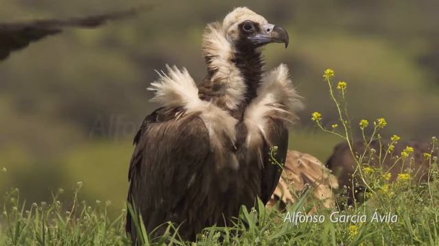 Buitre negro, cinereous vulture (Aegypius monachus) смотреть онлайн
