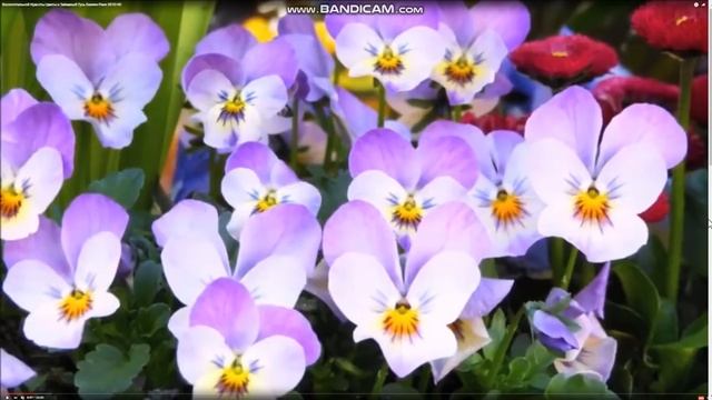 ЕСТЬ ОФИЦИАЛЬНЫЕ СВЕДЕНИЯ об ИЗМЕНЕНИЯХ в РАБОТЕ ЛИАНОРЫ !!! смотреть онлайн