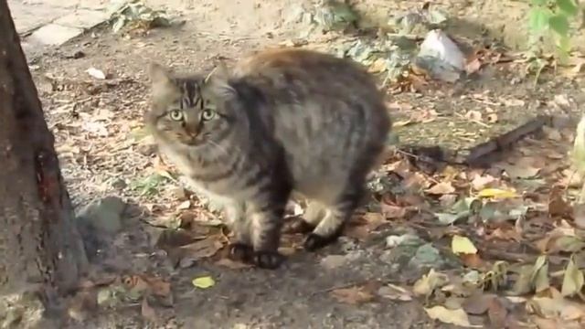кошка без хвоста похожая на рысь a cat without a tail like a lynx смотреть онлайн