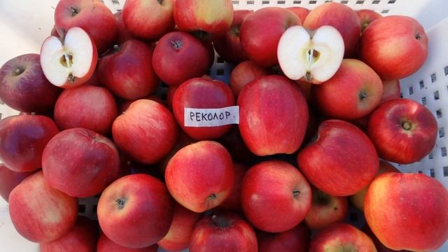 РЕКОЛОР и СИНТА /Превосходные десертные сорта яблонь смотреть онлайн