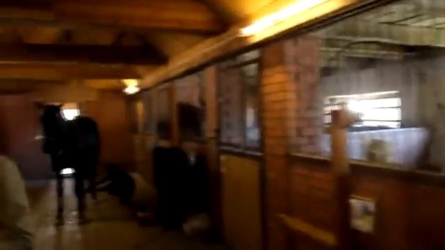 Конюшня и лошади, Омск 2010 смотреть онлайн