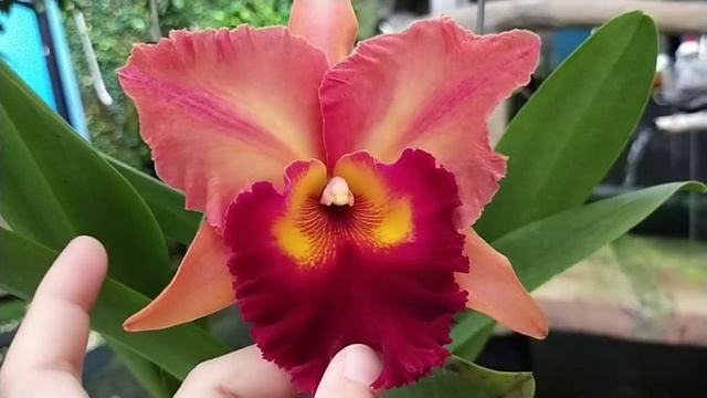 Cattleya Monthatip Belle смотреть онлайн