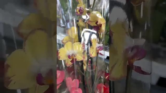 Обзор орхидей в Леруа Мерлен, Ашан Липецк и Воронеж. Покупка фаленопсисов смотреть онлайн