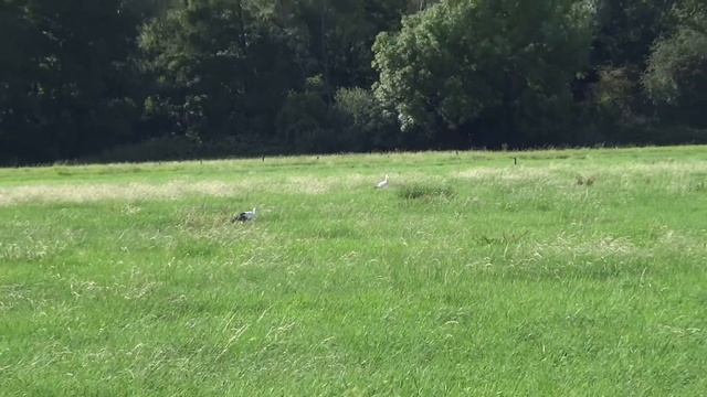 АИСТЫ... смотреть онлайн