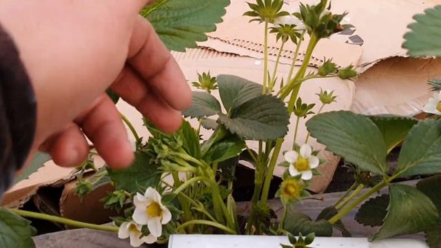 Зимние теплицы для ягодных. смотреть онлайн