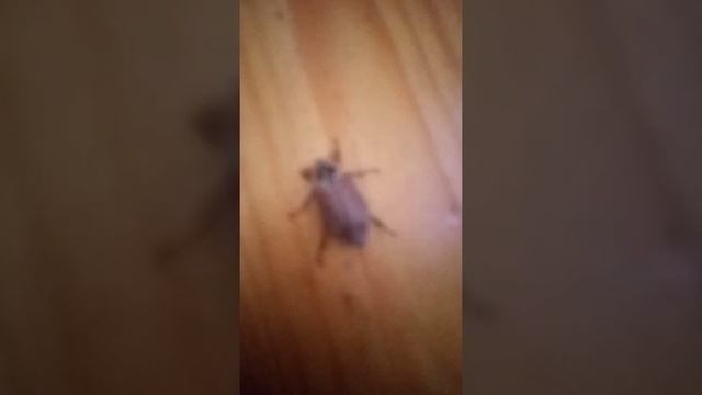 бронзовка и майский жук смотреть онлайн