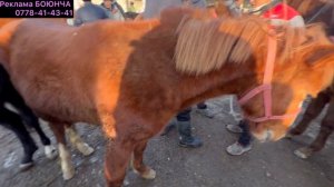 Жаны НООКАТ ЖЫЛКЫ Базар 400 мин 1.70 См 👍👍 Укмуш Болду 20-Декабрь 2023 Ж