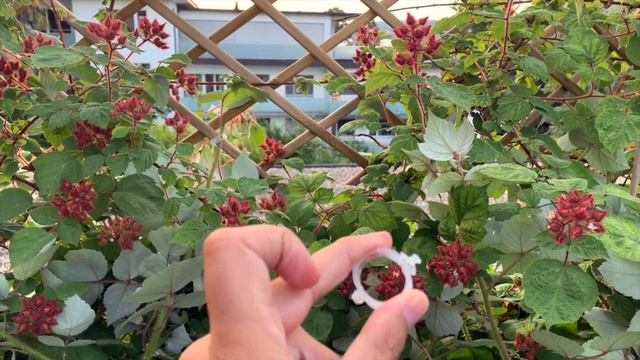 Plantas trepadoras: Como entrenarlas, guiarlas y entutorarlas (Frambuesas, Glicinas, Tomates, Moras смотреть онлайн