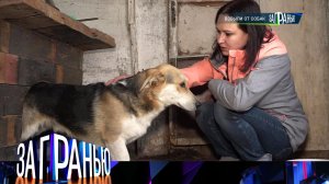 «За гранью»: «Взвыли от собак» | Выпуск от 10 ноября 2023 года