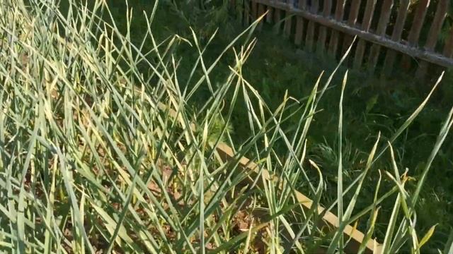 Дачные будни в конце июня 2020 г// обзор огорода и теплицы смотреть онлайн