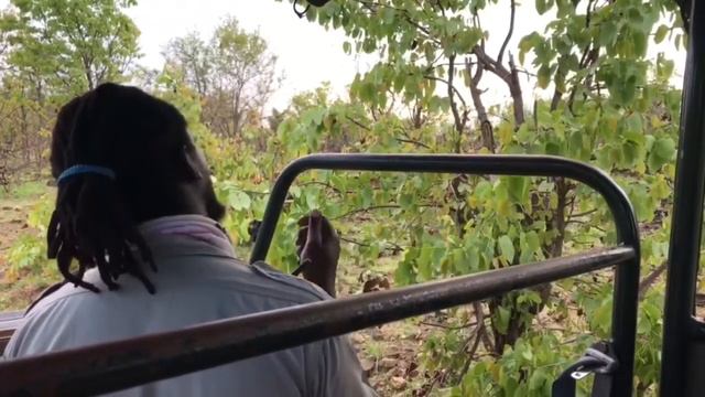A DAY IN THE WILD| SAFARI GAME DRIVE | SWIMMING | LIMPOPO смотреть онлайн