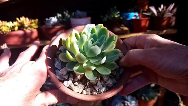 12 Maravilhosas Suculentas Com Identificação