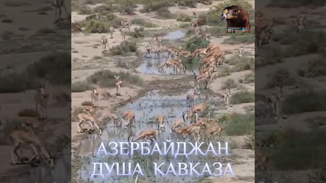 Азербайджан душа кавказа🇦🇿🇦🇿🇦🇿🇦🇿🇦🇿 Ширванский национальный парк! смотреть онлайн