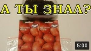 Выращиваем КАРТОФЕЛЬ из семян???