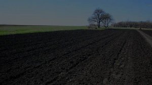 Посев горчицы под мотоблок