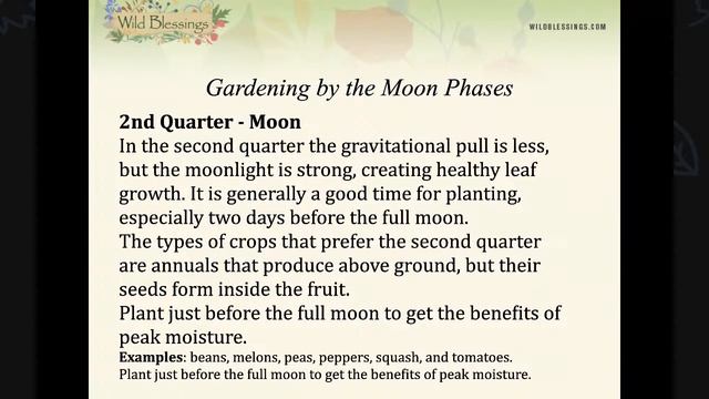 Moon Cycles & Foraging смотреть онлайн