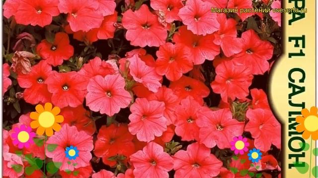 Петуния гибридная фриллитуния Пандора f1 Салмон Шейдс. Краткий обзор petunia x hybrida, frillytunia смотреть онлайн