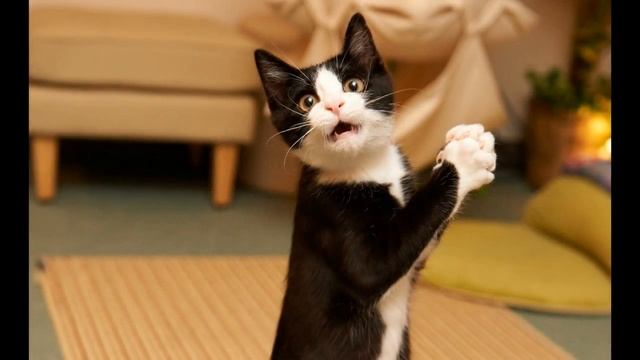 ИНТЕРЕСНЫЕ ФАКТЫ О КОШКАХ смотреть онлайн