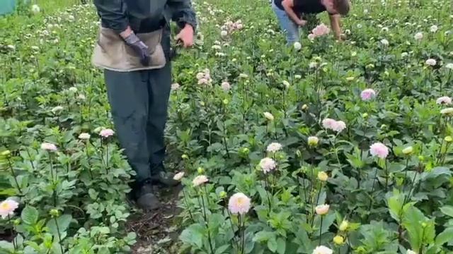 Dahlia picking garden - Nursery van der Linden смотреть онлайн