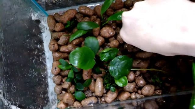 Купила Анубиас смотреть онлайн