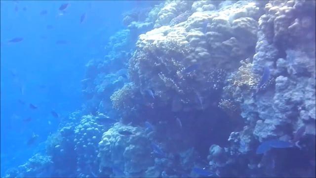 Enya a Sharm El Sheikh. HD 1080p. смотреть онлайн