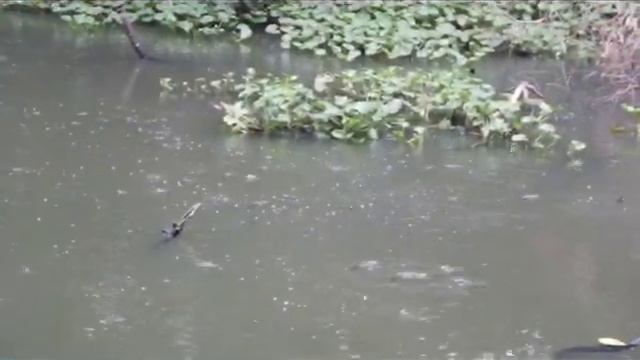 Dianema's breathe смотреть онлайн