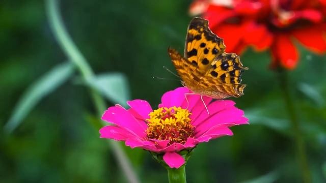 Природа лечит душу красотой и делает нас чуточку счастливей... смотреть онлайн