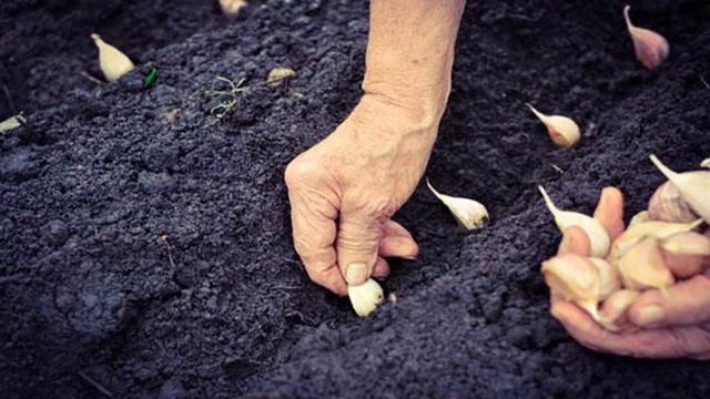 Посадка чеснока осенью под зиму смотреть онлайн