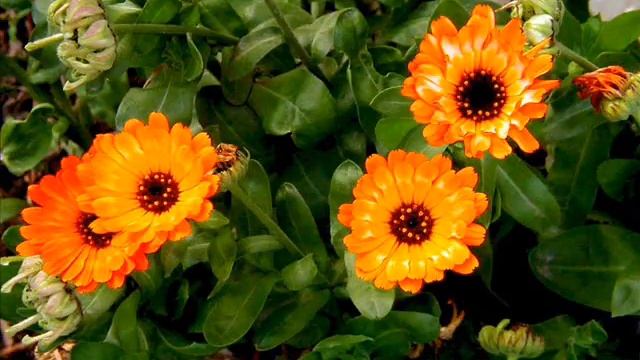 любимой маме.wmv смотреть онлайн