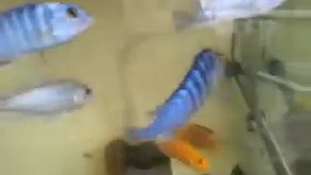 Labidochromis chisumulae 4 смотреть онлайн