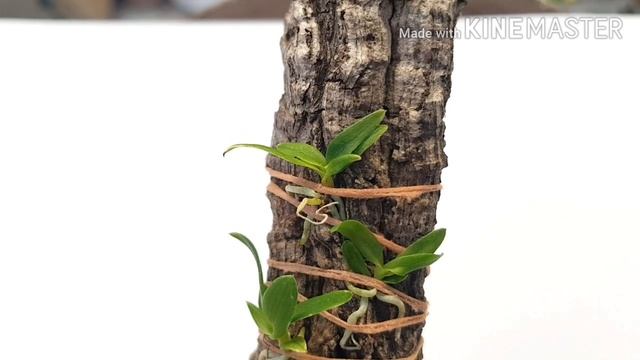 Schwerter. Sophronitis acuensis. Sophronitis coccinea flava. Laelia dayana coerulea. смотреть онлайн