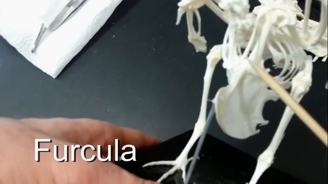 Bird Skeleton смотреть онлайн