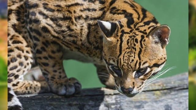 10 НОВЫХ ВИДОВ ЖИВОТНЫХ смотреть онлайн