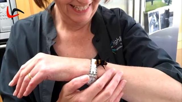 ЭТА ЖЕНЩИНА СПАСЛА ШМЕЛЯ КОРОЛЕВУ, ТЕПЕРЬ ОНИ ЛУЧШИЕ ДРУЗЬЯ смотреть онлайн