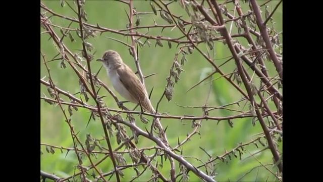 Голоса птиц - Дроздовидная камышовка (лат. Acrocephalus arundinaceus) смотреть онлайн