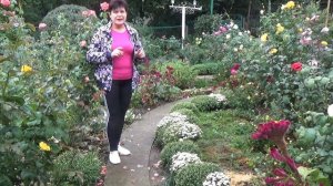 Хризантема мультифлора перед цветением  Подкормки  Лучшие удобрения для цветения