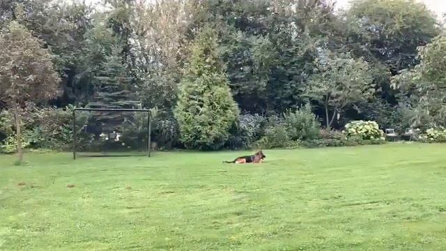 Maxx vom Larchenhain смотреть онлайн