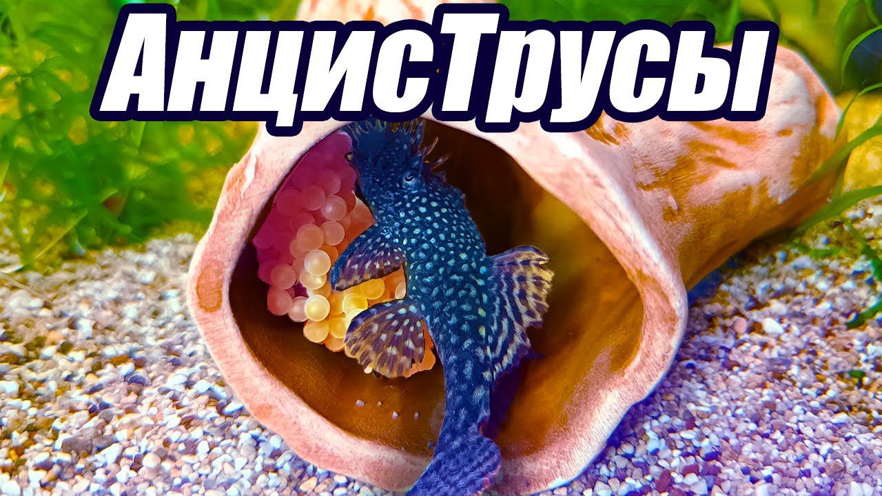 Разведение анциструсов от А до Я смотреть онлайн
