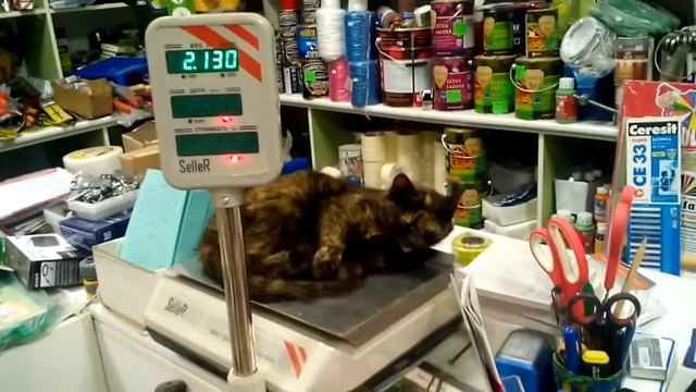 кот не продается смотреть онлайн