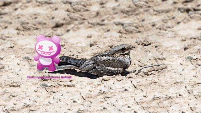 Голоса птиц Как поёт Козодой обыкновенный Caprimulgus europaeus.mp4 смотреть онлайн