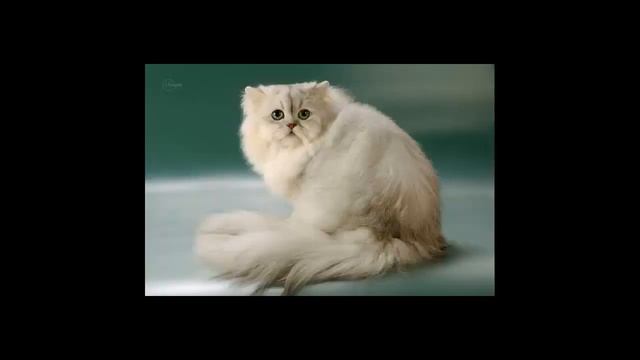 Персидская кошка смотреть онлайн