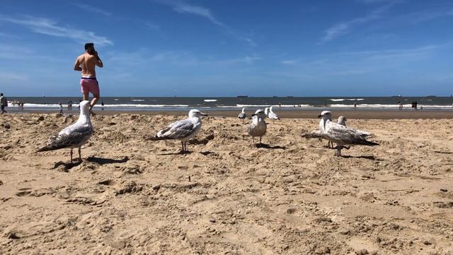 SCHEVENINGEN МОРСКОЙ КУРОРТ В НИДЕРЛАНДАХ / ГААГА / СЕВЕРНОЕ МОРЕ / ВЛОГ ЛЕТО ☀️СОЛНЦЕ ПЛЯЖ смотреть онлайн