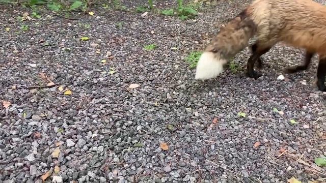 ЛИ СЯО. Алиса - Лиса. Следы лап на машине.