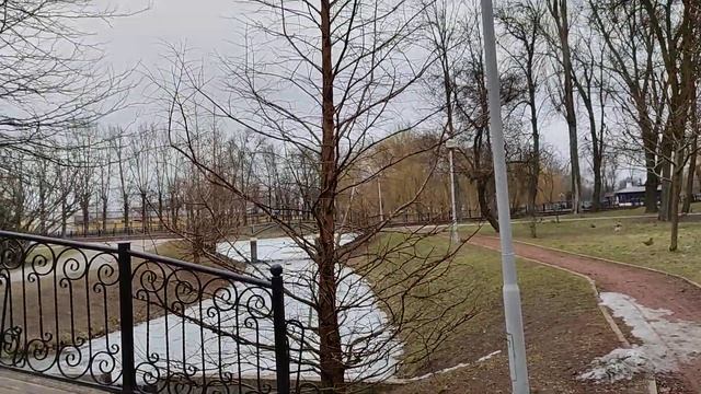 Первая генерация семян водно болотных хвойных в Беларуси спустя 10 лет от посадки. смотреть онлайн