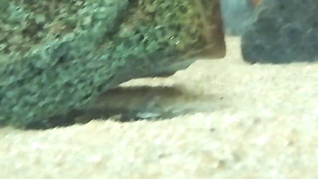 Малек Metriaclima zebra gold ruarwe питается циклопом смотреть онлайн