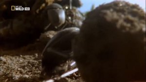 Жук-навозник