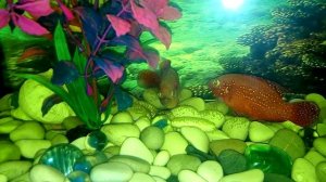 Цихлиды откладывают икру